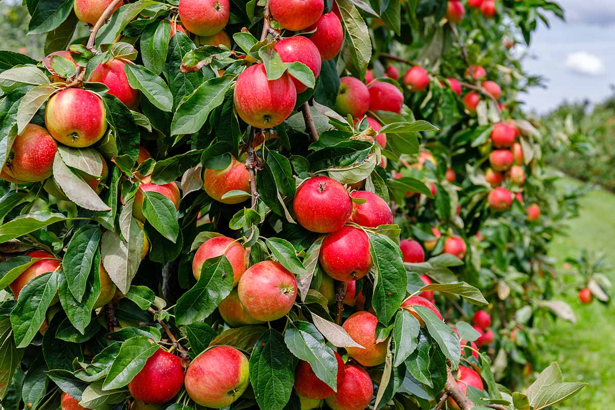 Fresh Apple