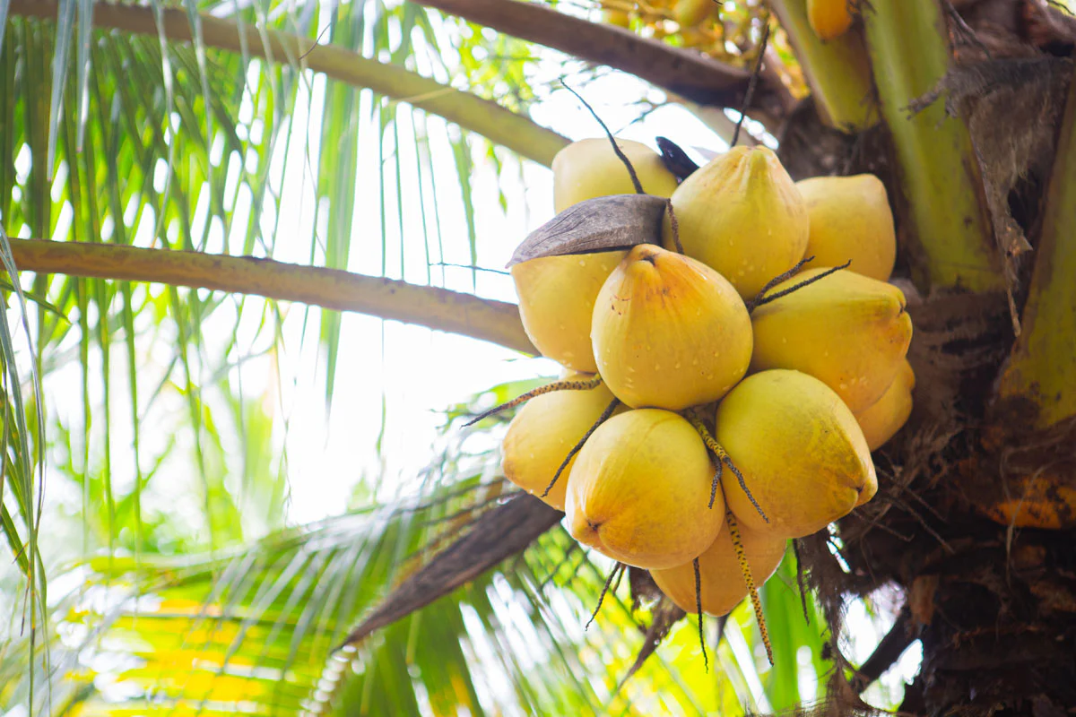 Fresh Coconut