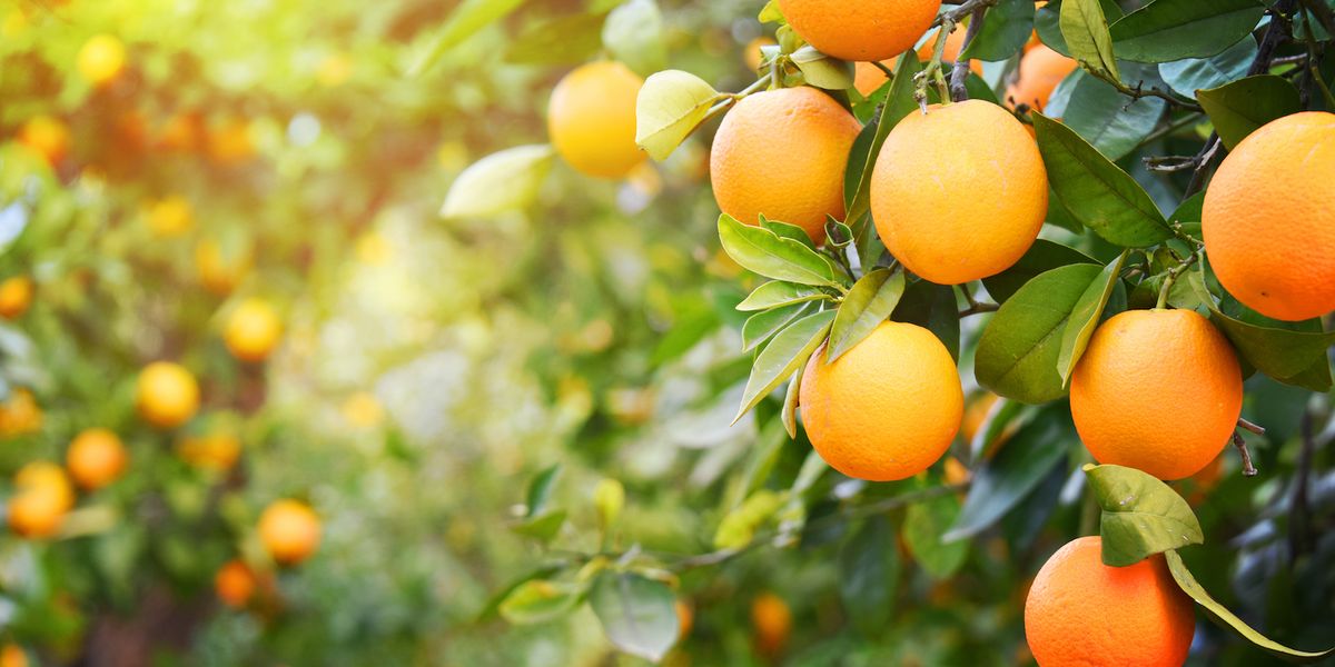 Fresh Oranges