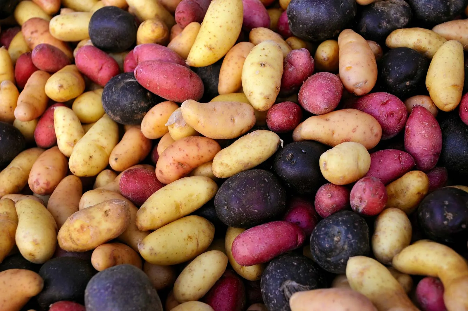 Fresh Potato
